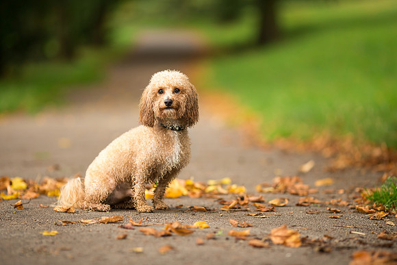 Dog Photographer near Leeds in Yorkshire