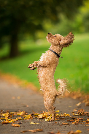 Dog Photographer near Otley in Yorkshire