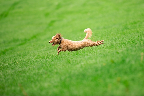 Dog Photographer near Otley in Yorkshire
