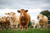 Agricultural Commercial