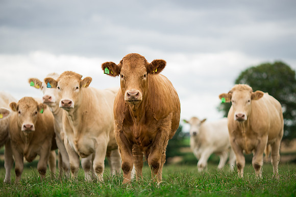 Cattle cow farming near Harrogate in Yorkshire