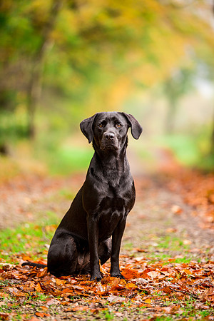 Dog Photographer near Ilkley in Yorkshire
