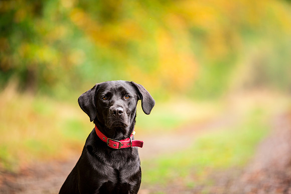 Dog Photographer near Harrogate in Yorkshire