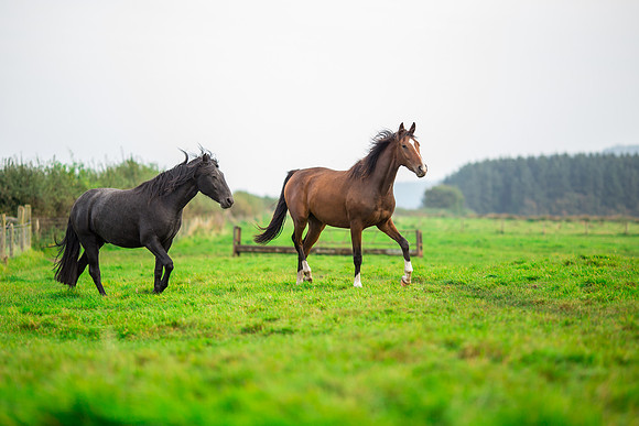 Horse photoshoots near Harrogate photographer