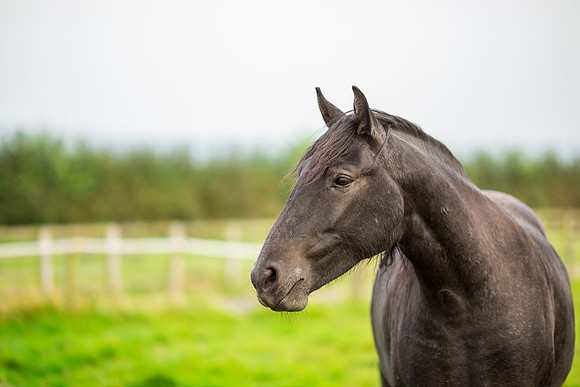 Horse photoshoots near Harrogate photographer