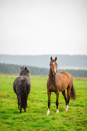 Horse photoshoots near Harrogate photographer