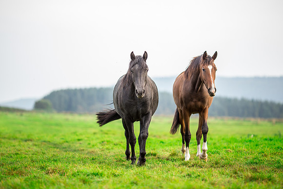 Horse photoshoots near Harrogate photographer