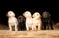 Dog  & puppy Photographer near Leeds in Yorkshire