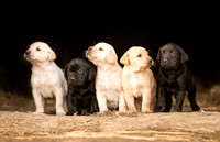 Pet photographer Harrogate Yorkshire