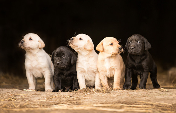 Pet photographer Harrogate Yorkshire