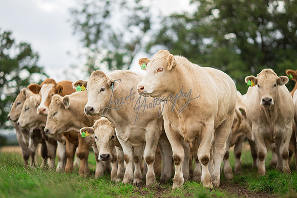 Cow cattle farming pictures photographer based near Leeds