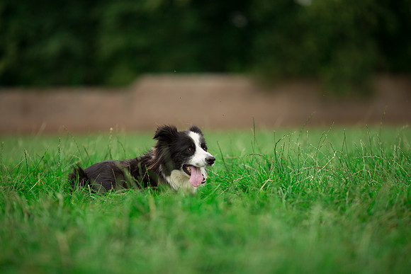 Dog pet photographer near harrogate Yorkshire