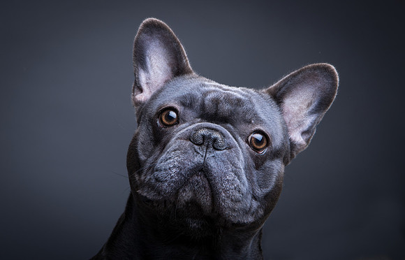 Dog pet photographer near harrogate Yorkshire