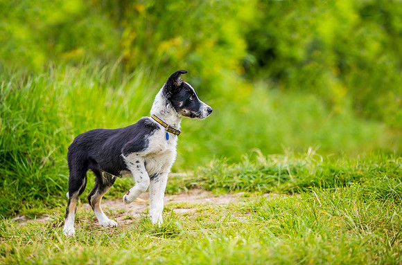Dog Photographer near Otley in Yorkshire