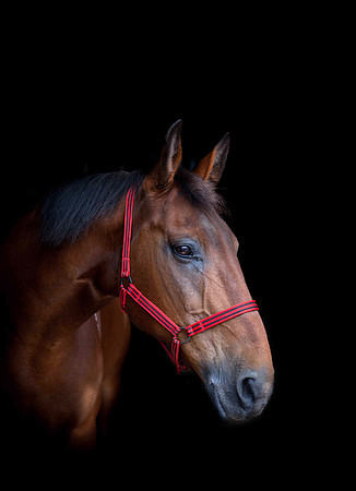 horse photography in otley