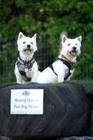Pool Dog Park