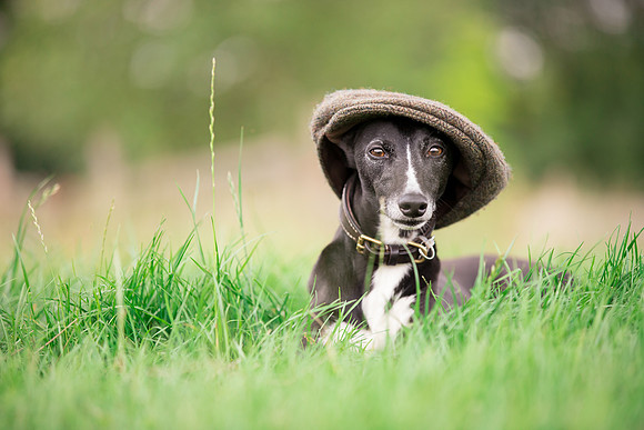 Dog Photographer near Ilkley in Yorkshire