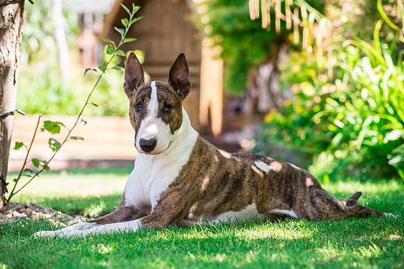 Dog Photographer near Otley in Yorkshire