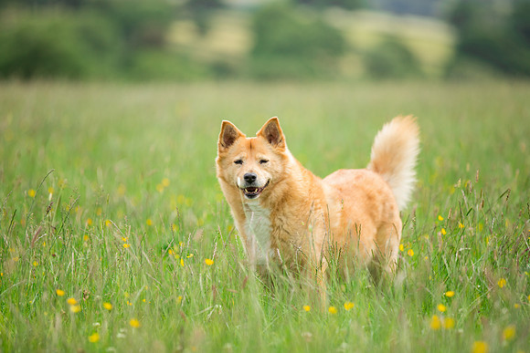 Dog Photographer near Otley in Yorkshire