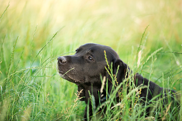 Dog Photographer near Otley in Yorkshire