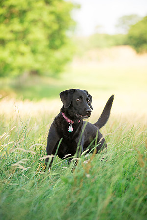 Dog Photographer near Otley in Yorkshire