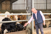 Cattle cow farming near Harrogate in Yorkshire