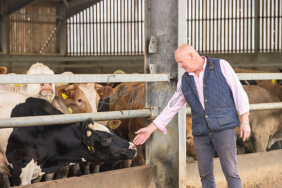 Cattle cow farming near Harrogate in Yorkshire