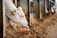 Cattle cow farming near Harrogate in Yorkshire