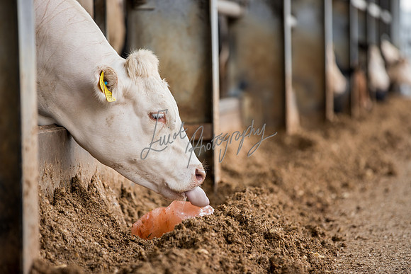 Cattle cow farming near Harrogate in Yorkshire