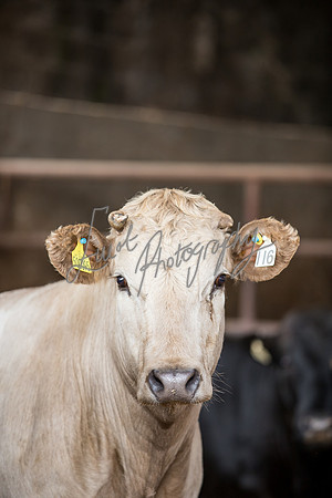 Cattle cow farming near Harrogate in Yorkshire