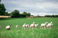 Sheep ewe farming agricultural pictures in Yorkshire