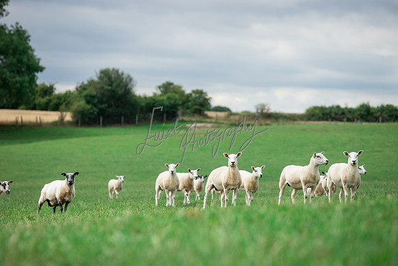 Sheep ewe farming agricultural pictures in Yorkshire