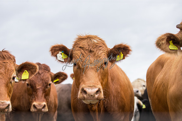 Cattle cow farming near Harrogate in Yorkshire