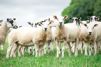 Sheep ewe farming agricultural pictures in Yorkshire