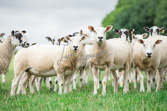 Sheep ewe farming agricultural pictures in Yorkshire