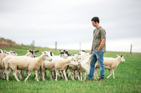 Sheep ewe farming agricultural pictures in Yorkshire