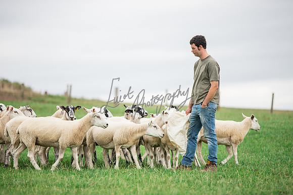 Sheep ewe farming agricultural pictures in Yorkshire