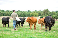 Cattle cow farming near Harrogate in Yorkshire