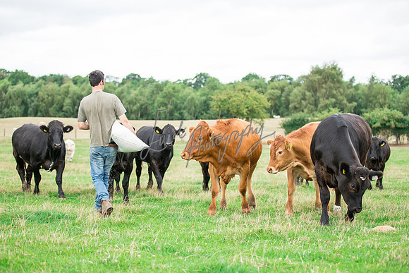 Cattle cow farming near Harrogate in Yorkshire