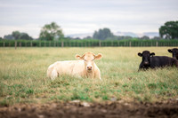 Cattle cow farming near Harrogate in Yorkshire