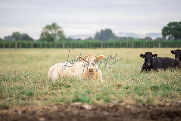 Cattle cow farming near Harrogate in Yorkshire