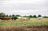 Cattle cow farming near Harrogate in Yorkshire