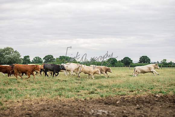 Cattle cow farming near Harrogate in Yorkshire