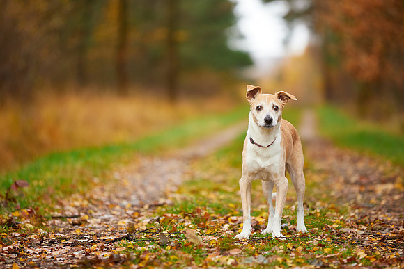Dog Photographer near Ilkley in Yorkshire