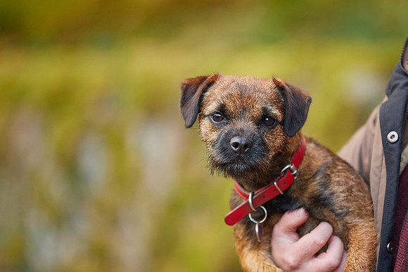 Dog Photographer near Otley in Yorkshire
