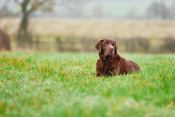 Dog Photographer near Otley in Yorkshire