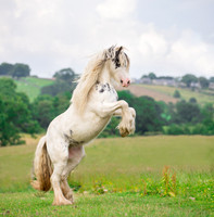 Pony and Horse photographer Ilkley west Yorkshire pony photography