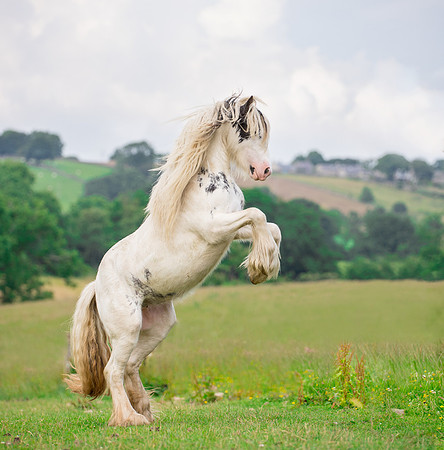 Pony and Horse photographer Ilkley west  Yorkshire pony photography