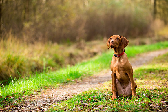 Dog Photographer near Otley in Yorkshire