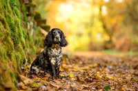 Dog pet photographer near harrogate Yorkshire